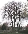 Die Zwillingslinden