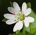 Blüte