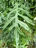 Junges Blatt des Feuerradbaumes