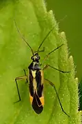 Stenotus binotatus