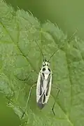 Stenotus binotatus