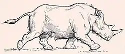 Stephanorhinus