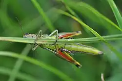 Weibchen Bauchseite