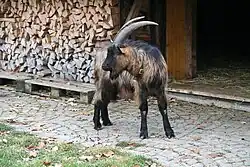 Stiefelgeiss (= Sardonaziege)