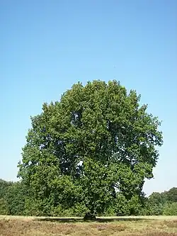 2016 Eichen
