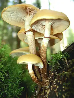 Gemeines Stockschwämmchen (Kuehneromyces mutabilis)