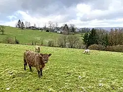 Stoffelsberg - Blick von Nöllenberg mit jungem Galloway-Rind