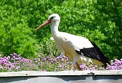 Storch