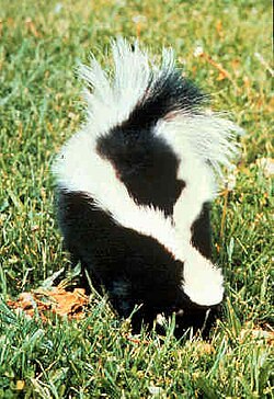 Breiter Aalstrich beim Skunk