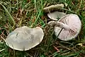 Weißblauer Träuschling Stropharia pseudocyanea