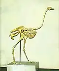Skelett des Laufvogels Struthio asiaticus (Asian ostrich)