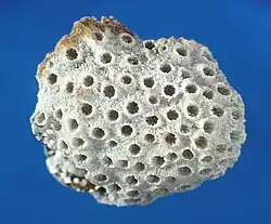 Stylina limbata