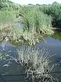 Vegetation bei Hochwasser