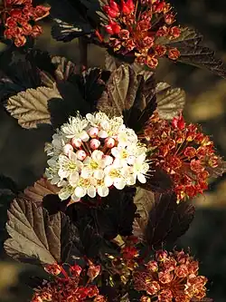 'Summer Wine'