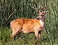 Sumpfhirsch