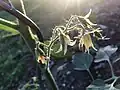 Blüte einer Sunviva