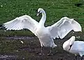 Ein Höckerschwan (Cygnus olor) spreizt die Flügel.