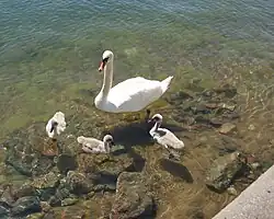Höckerschwan mit Jungen auf Süd-Ljusterö 2008