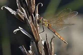 Sumpf-Heidelibelle ♀