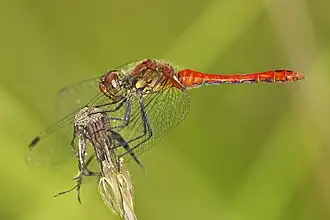 Blutrote Heidelibelle ♂