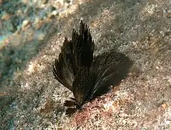 Kolonie von Symploca cf. hydnoides