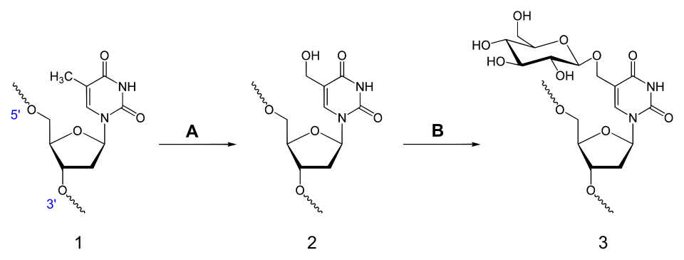 Synthese von D-Glucopyranosyloxymethyluracil