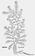Leonhart Fuchs 1543