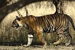 Ranthambhore-Nationalpark