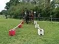 Stangen