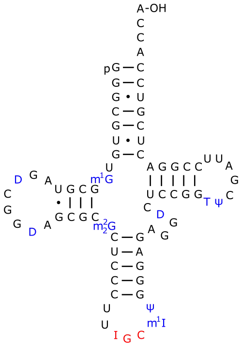 Eine tRNAAla aus S.&nbsp;cerevisiae