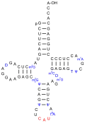 Eine tRNAMet, nicht die Initiator-tRNA (siehe unten), aus S.&nbsp;cerevisiae