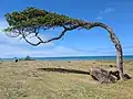 Tabebuia heterophylla in Sainte-Rose auf Guadeloupe