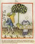 Tacuinum sanitatis Manuskript des 14. Jh.[34]