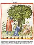 Tacuinum sanitatis (Ibn Butlan) 14. Jh.[49]