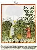 Tacuinum sanitatis (Ibn Butlan) 14. Jh.[78]