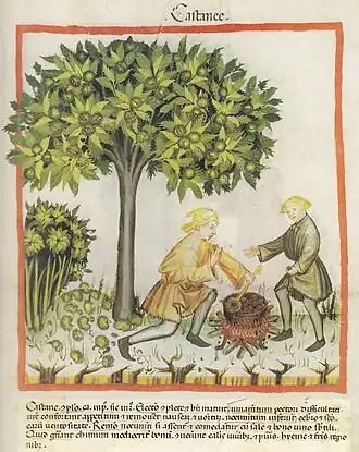 Ibn Butlan Manuskript: 14. Jahrhundert[50]