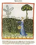 Tacuinum sanitatis (Ibn Butlan) 14. Jh.[71]