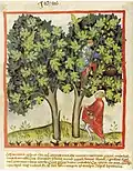 Tacuinum sanitatis Manuskript 14. Jh.[70]