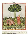 Tacuinum sanitatis (Ibn Butlan) 14. Jh.[54]