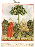 Tacuinum sanitatis Manuskript des 14. Jh.[49]