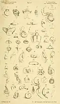 Taczanowskia striata Figur 3