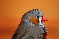 Orangebraune Ohrdecken bei einem Zebrafinken