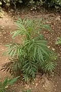 Tagetes minuta (Huacatay, Wakataya) (ähnlich ist Tagetes lucida)