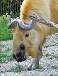 Sichuan-Takin