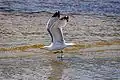 Im Flug ist das Muster der Handschwingen gut zu erkennen.