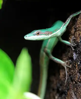 Grüne Langschwanzeidechse (Takydromus smaragdinus)