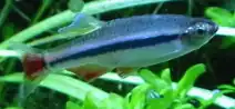 Tanichthys micagemmae