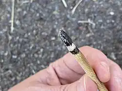 Tantilla cucullata in den USA
