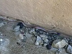 Tantilla planiceps