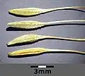 Die Fruchtkörper der Achänen sind etwas gerippt, höchstens schwach stachelig und gehen kontinuierlich in den dünnen Schnabel über.